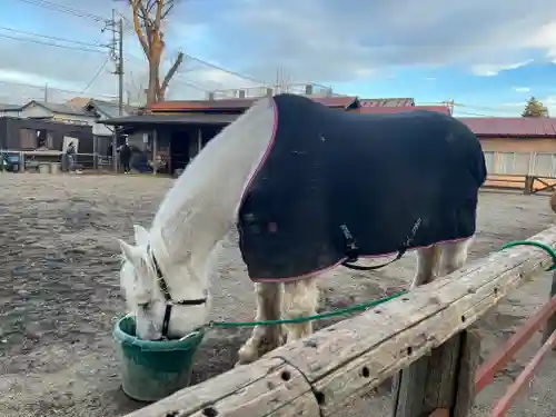 小室浅間神社の動物