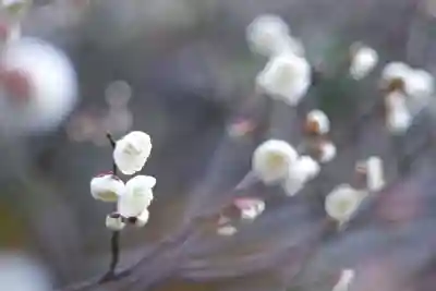 妙顯寺（妙顕寺）(京都府)