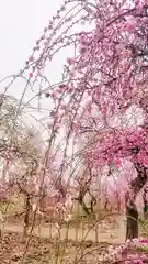 尾張大國霊神社（国府宮）の自然