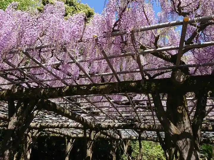 成田山新勝寺の自然