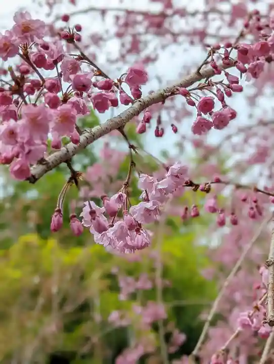 正法寺(京都府)