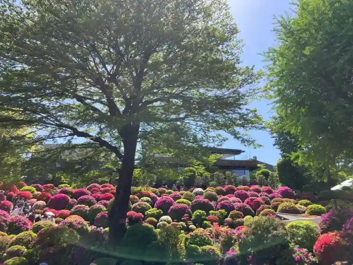 根津神社の{uncategorized: "未分類", other: "その他", undefined: "問題あり", building: "その他建物", grave: "お墓", sacred_gate: "鳥居", guardian: "狛犬", statue: "像", buddha: "仏像", history: "歴史", nature: "自然", garden: "庭園", animal: "動物", pagoda: "塔", temizu: "手水舎", mountain_gate: "山門・神門", sanctuary: "本殿・本堂", subordinate: "末社・摂社", art: "芸術", scenery: "景色", jizo: "地蔵", ema: "絵馬", goshuin: "御朱印", omikuji: "おみくじ", items: "授与品その他", amulet: "お守り", goshuincho: "御朱印帳", eats: "食事", festival: "お祭り", votive_dance: "神楽", shichigosan: "七五三参", wedding: "結婚式", experience: "体験その他", initially: "初詣", around: "周辺", anti_infection: "感染症対策"}