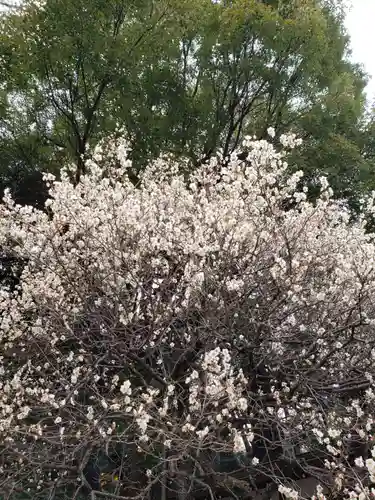 乃木神社の自然