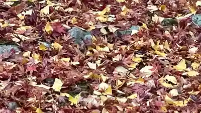 陸奥総社宮(宮城県)