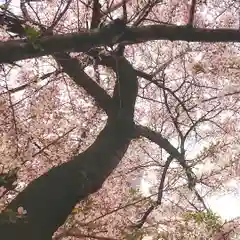 尾張大國霊神社（国府宮）の自然