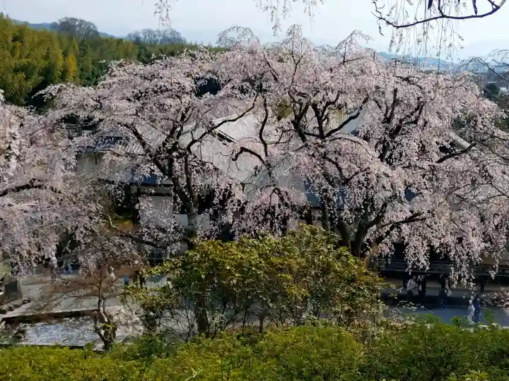 天龍寺の{uncategorized: "未分類", other: "その他", undefined: "問題あり", building: "その他建物", grave: "お墓", sacred_gate: "鳥居", guardian: "狛犬", statue: "像", buddha: "仏像", history: "歴史", nature: "自然", garden: "庭園", animal: "動物", pagoda: "塔", temizu: "手水舎", mountain_gate: "山門・神門", sanctuary: "本殿・本堂", subordinate: "末社・摂社", art: "芸術", scenery: "景色", jizo: "地蔵", ema: "絵馬", goshuin: "御朱印", omikuji: "おみくじ", items: "授与品その他", amulet: "お守り", goshuincho: "御朱印帳", eats: "食事", festival: "お祭り", votive_dance: "神楽", shichigosan: "七五三参", wedding: "結婚式", experience: "体験その他", initially: "初詣", around: "周辺", anti_infection: "感染症対策"}