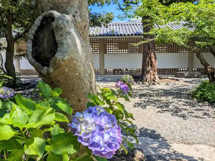 高徳院の庭園