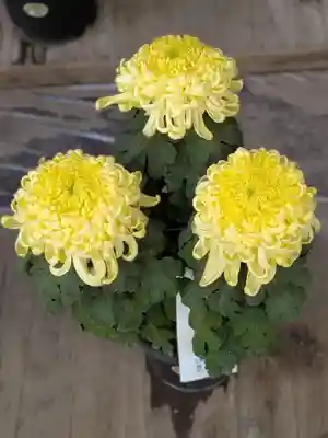 明治神宮(東京都)