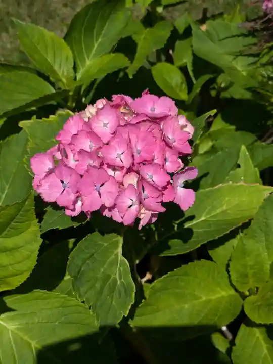 西野神社(北海道)