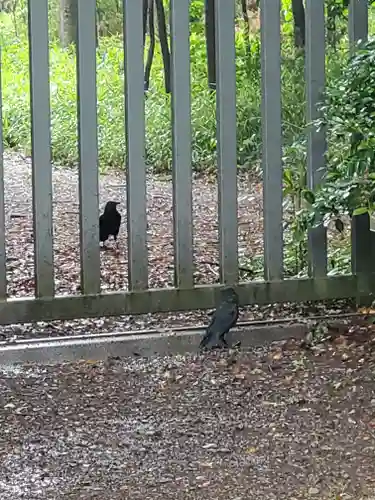 須賀神社の動物