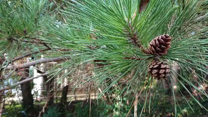 恵比寿神社の自然