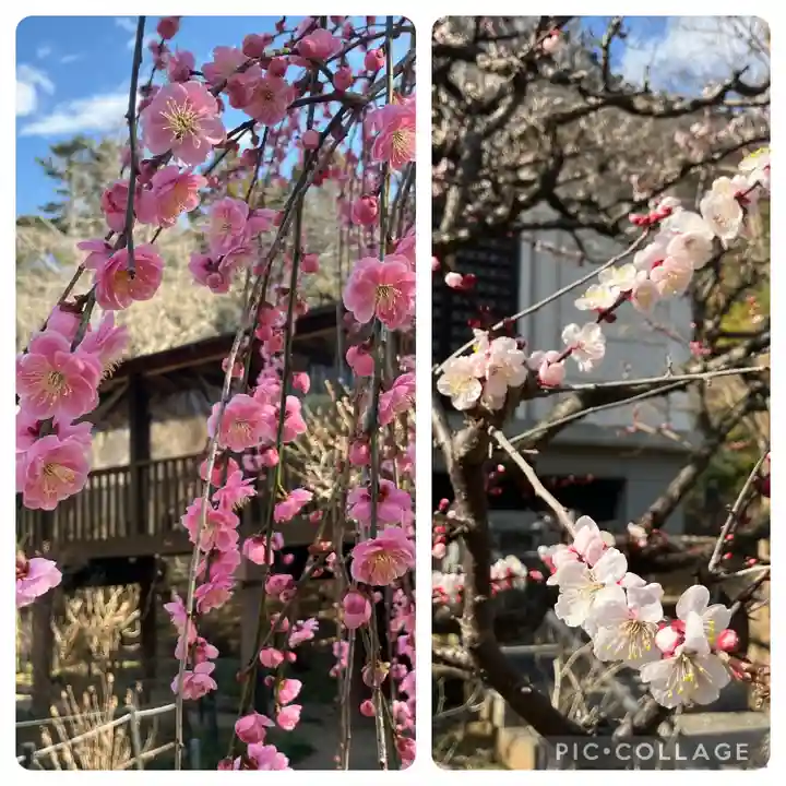本土寺(千葉県)