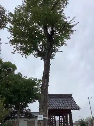 八龍神社（東八龍社）の自然