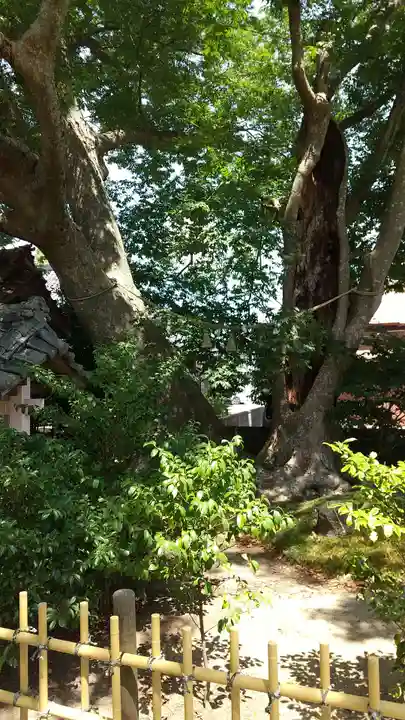 茂原八幡神社の自然
