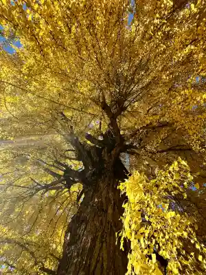 丹生酒殿神社(和歌山県)