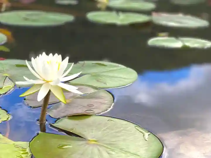 北竜湖弁財天(長野県)