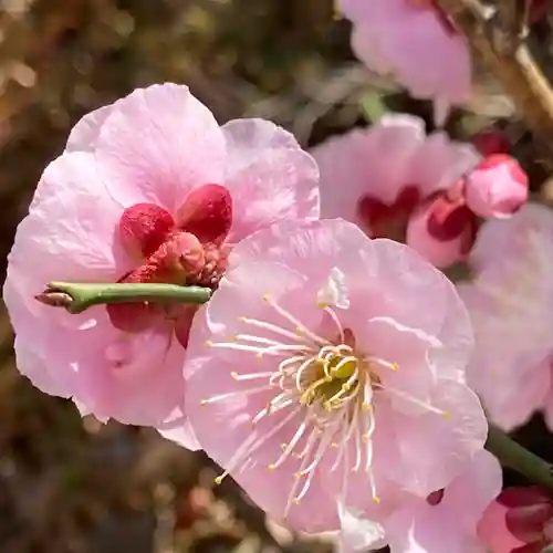 八王子成田山傳法院(東京都)