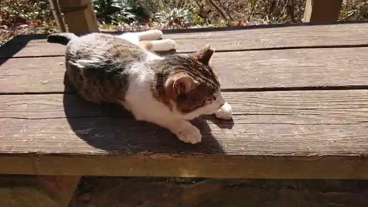 唐澤山神社の動物