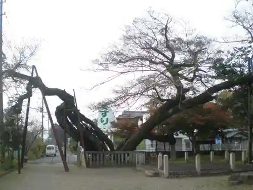 高野神社の自然