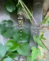 高司神社〜むすびの神の鎮まる社〜の動物