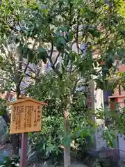 蔵前神社の自然