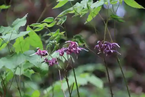 鹿島大神宮の自然