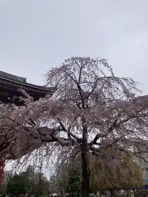 浅草寺(東京都)