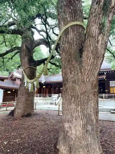 明治神宮(東京都)