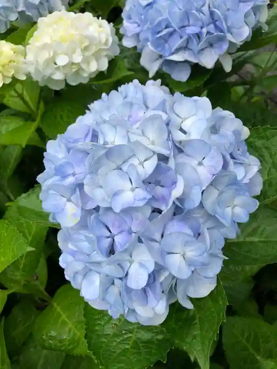 境香取神社の自然