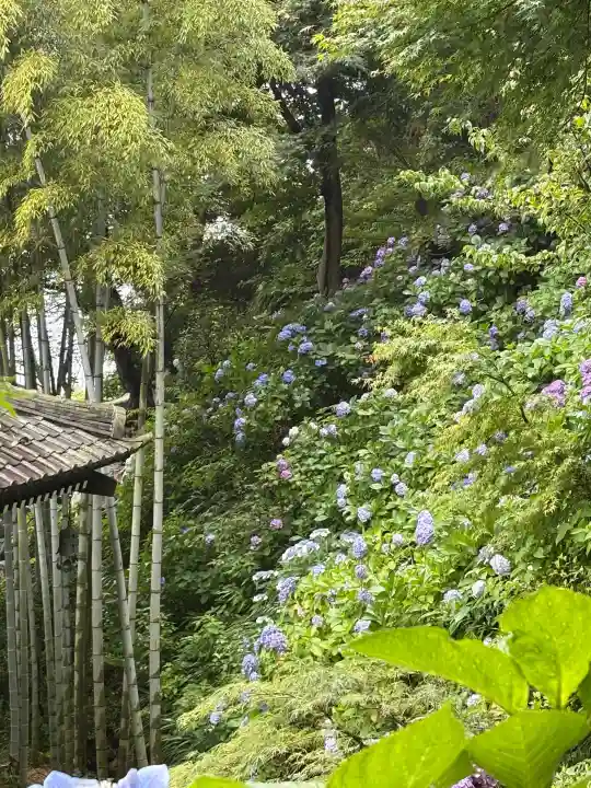 長谷寺(神奈川県)