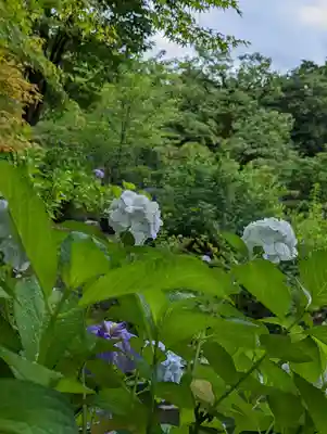法金剛院(京都府)