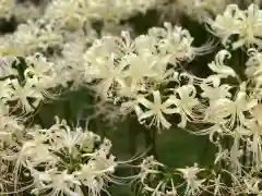 横浜　西方寺の自然