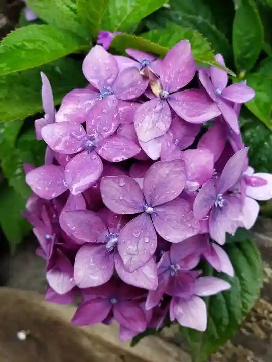 東京大神宮(東京都)