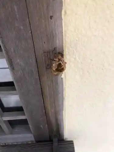 舞子六神社／まいこむの宮の動物