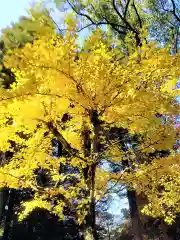 多久神社の自然