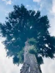 總社 和田八幡宮の自然(2021年04月17日(土) 19時49分06秒投稿)