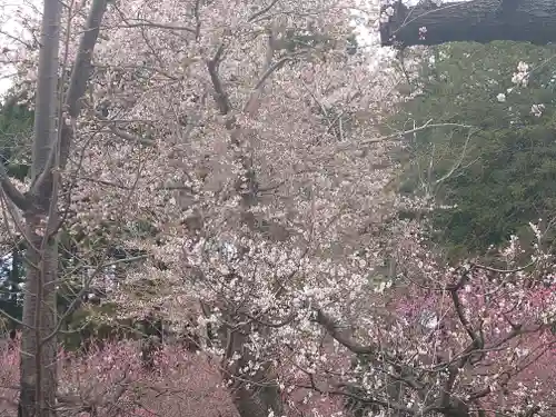 北海道神宮の自然