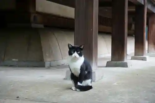 法明寺の動物