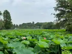 寛永寺不忍池弁天堂の庭園