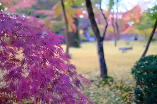 禅林寺（永観堂）の自然