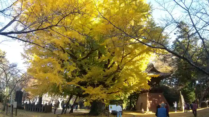 西蓮寺(茨城県)