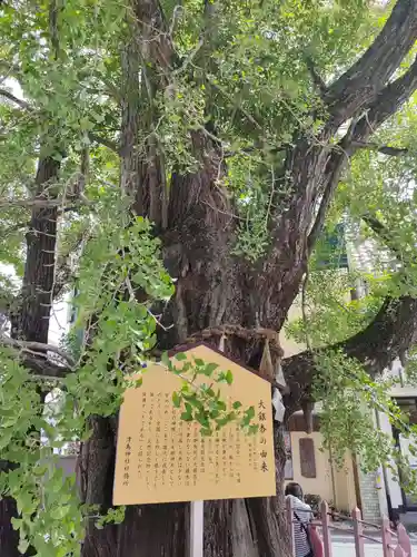津島神社の自然