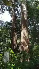 側高神社の自然