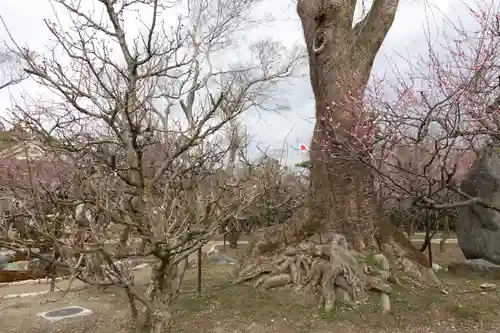 北野天満宮の庭園