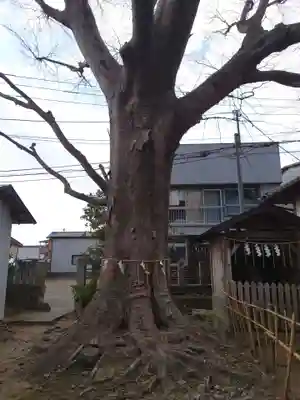 龍ケ崎八坂神社(茨城県)