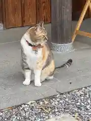 前玉神社の動物