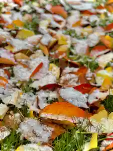 伊達神社(北海道)(2024年11月18日(月) 08時40分52秒投稿)