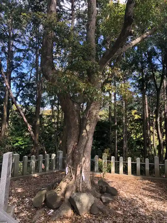 枚岡神社の自然