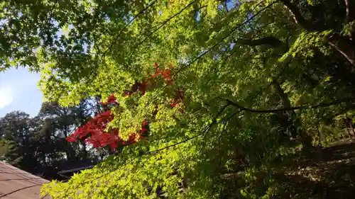 出雲大神宮の自然