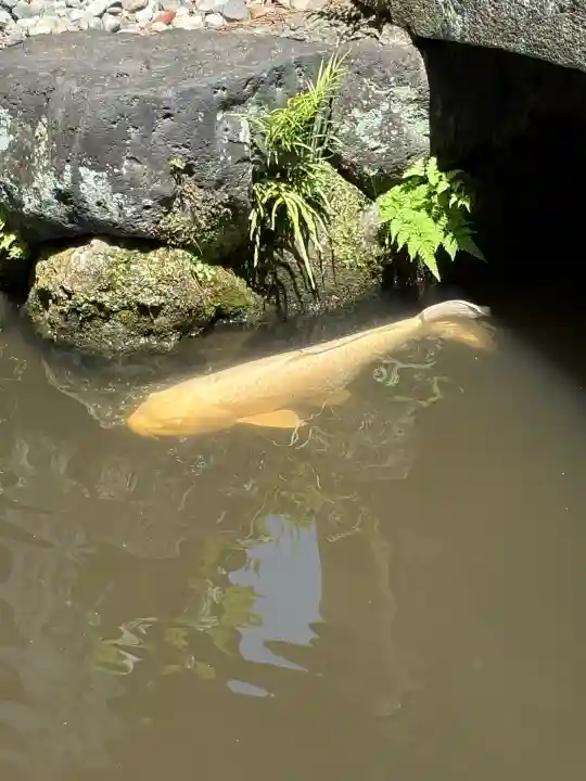 玉村八幡宮(群馬県)